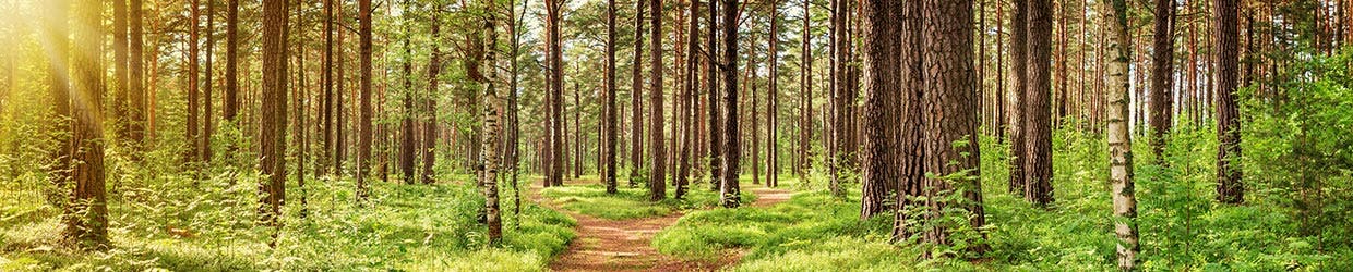 Wald Wald